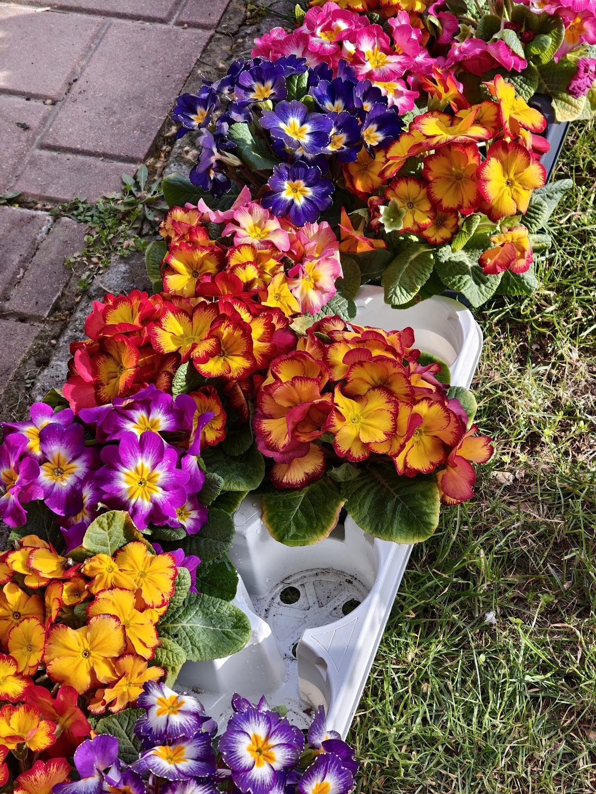 Флоранс