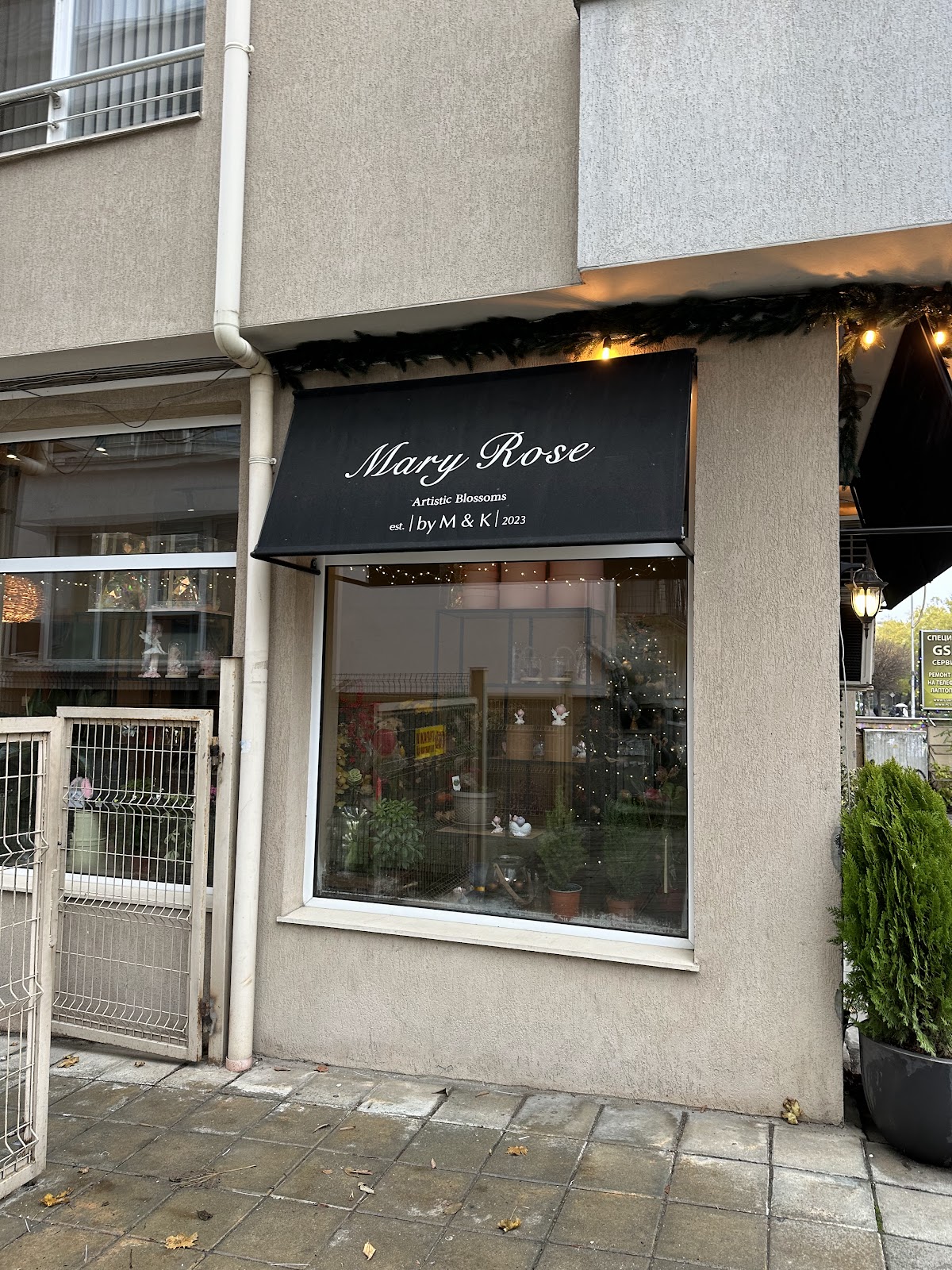 Mary Rose - Artistic Blossoms